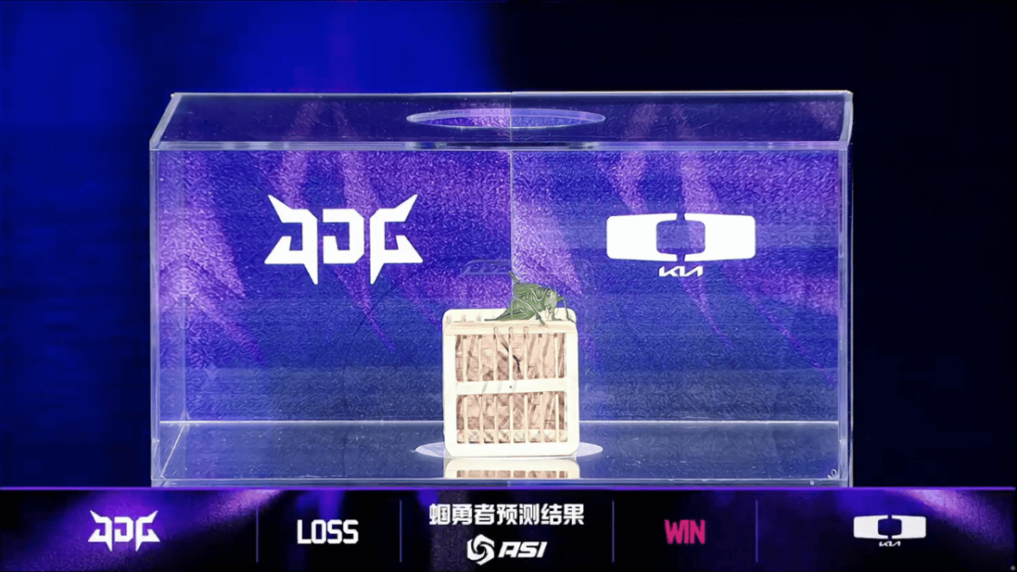 Imagem do gafanhoto escolhendo o lado que cada time começará no Asia Invitational 2025.